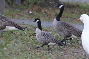 Cackling Goose - 10/18/18, Indian Park © Bobby Brown
