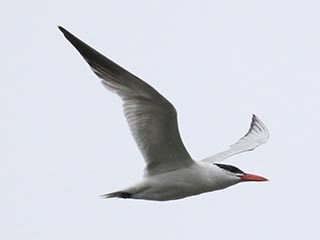 Caspian Tern - 9/9/18, Rose Valley Lake &copy; Bobby Brown