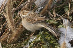 Clay-colored Sparrow - 11/23/18, Rose Valley Lake &copy; Bobby Brown