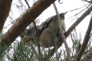 Evening Grosbeak - 10/28/18, Rose Valley Lake &copy; Bobby Brown