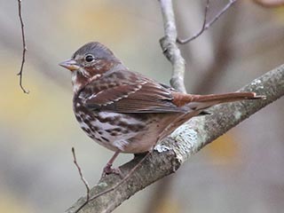 Fox Sparrow - 11/4/18, Williamsport Water Authority &copy; Bobby Brown