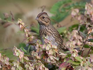Lincoln's Sparrow - 10/4/18, Rose Valley Lake © Bobby Brown