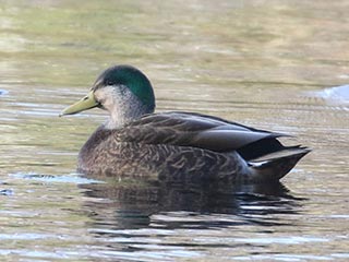 Mallard x American Black Duck (hybrid) - 11/11/18, Indian Park &copy; Bobby Brown