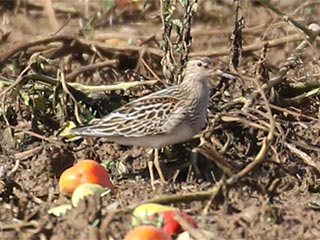 Pectoral Sandpiper - 9/18/18, Nisbet &copy; Bobby Brown