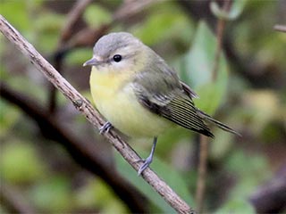 Philadelphia Vireo - 10/13/18, Rose Valley Lake &copy; Bobby Brown