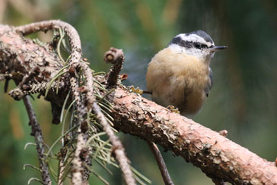 Red-breasted Nuthatch - 11/4/18, Rose Valley Lake &copy; Bobby Brown