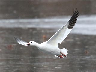 Snow Goose - 11/24/18, Indian Park &copy; Bobby Brown