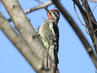 Yellow-bellied Sapsucker - 11/11/18, Canfield Island &copy; Bobby Brown