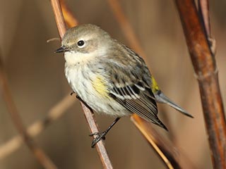 Yellow-rumped Warbler - 11/11/18, Canfield Island &copy; Bobby Brown
