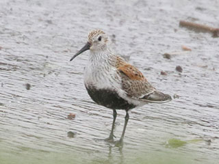 Dunlin - 5/12/18, Rose Valley Lake &copy; Bobby Brown
