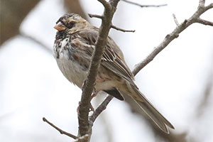 Harris's Sparrow - 4/9/18, Williamsport &copy; Bobby Brown
