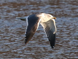 Lesser Black-backed Gull - 3/11/18, Williamsport Dam &copy; Bobby Brown