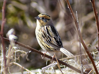 LeConte's Sparrow - 4/21/18, Rose Valley Lake &copy; Norwood Frederick