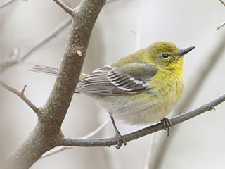 Pine Warbler- 4/17/18, Mill St. &copy; Bobby Brown