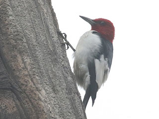 Red-headed Woodpecker - 5/12/18, Nisbet &copy; Bobby Brown