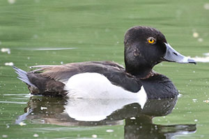 Ring-necked Duck - 5/30/18, Indian Park &copy; Bobby Brown