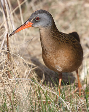 Virginia Rail - 4/14/18, Powys Wetland &copy; Bobby Brown