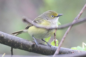 White-eyed Vireo - 5/7/18, Williamsport &copy; Bobby Brown