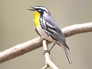 Yellow-throated Warbler - 5/4/18, Trout Run Park &copy; Bobby Brown