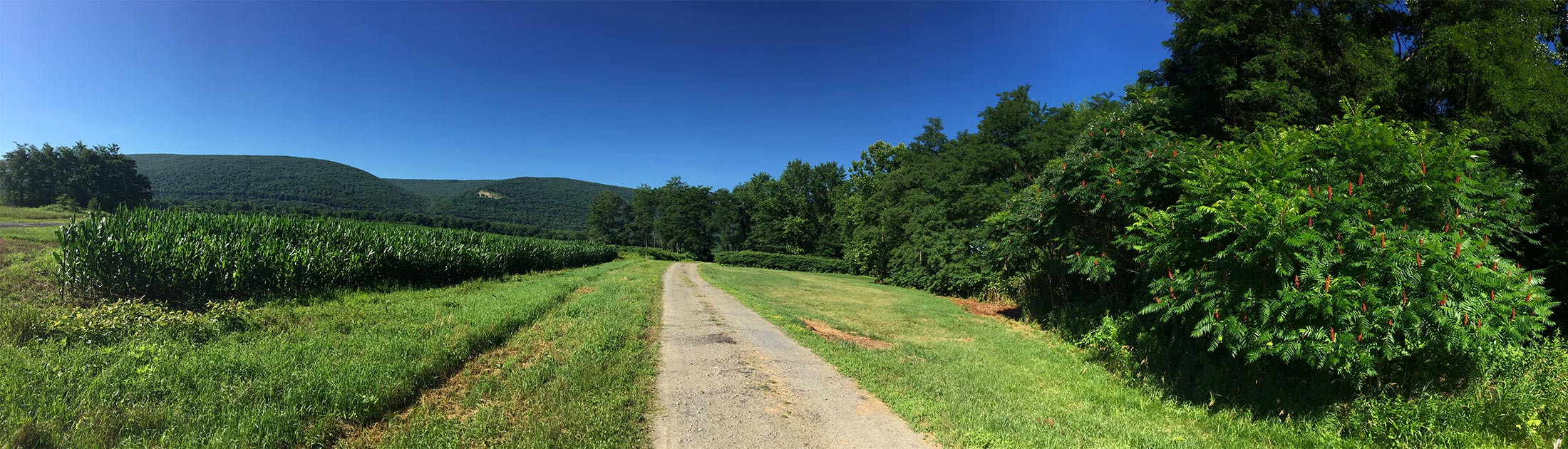 Seasonal Report - Summer 2018