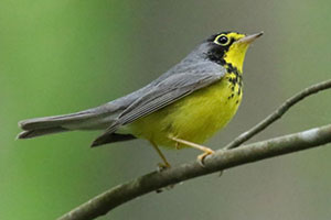 Canada Warbler - 6/6/18, Upper Pine Bottom SP &copy; Bobby Brown