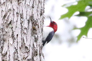 Red-headed Woodpecker - 6/6/18, Slate Run © Bobby Brown