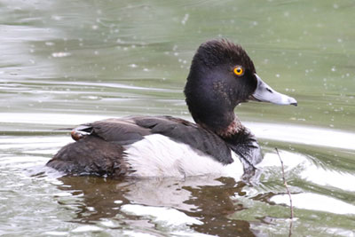Ring-necked Duck - 6/1/18, Indian Park © Bobby Brown
