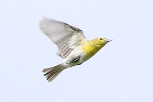 Yellow-throated Vireo - 6/9/18, Upper Bodines Rd. &copy; Bobby Brown