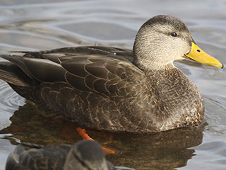 American Black Duck - 12/7/19, Indian Park &copy; Bobby Brown