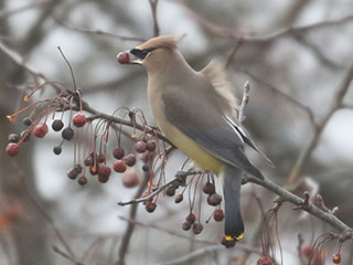 Cedar Waxwing - 1/5/20, Rose Valley Lake &copy; Bobby Brown