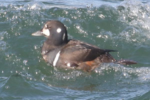 Harlequin Duck - 1/17/20, Williamsport Dam &copy; Bobby Brown