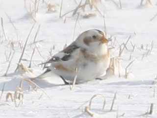 Snow Bunting - 2/8/20, Cogan House Twp. &copy; Bobby Brown