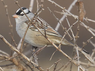 White-crowned Sparrow - 12/28/19, Rose Valley Lake &copy; Bobby Brown