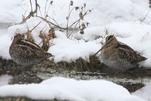 Wilson's Snipes - 2/9/20, Hughesville &copy; Bobby Brown