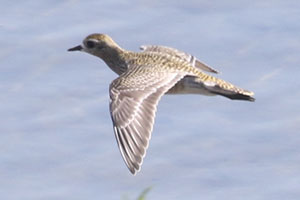 American Golden-Plover - 9/22/19, Williamsport Dam &copy; Bobby Brown