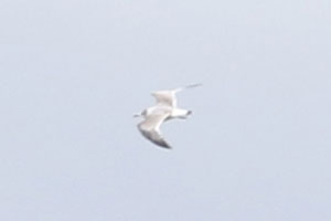 Franklin's Gull - 10/4/19, Rte. 15 Overlook &copy; Bobby Brown