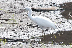 Little Blue Heron - 8/6/19, Little Pine SP &copy; David Brown