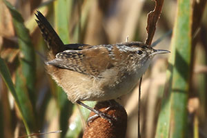 Marsh Wren - 9/20/19, Rose Valley Lake &copy; Bobby Brown