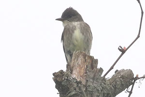Olive-sided Flycatcher - 5/19/19, SGL 252 &copy; Bobby Brown