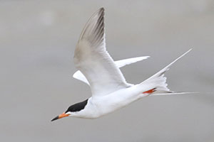 Forster's Tern - 6/20/19, Williamsport Dam &copy; Bobby Brown