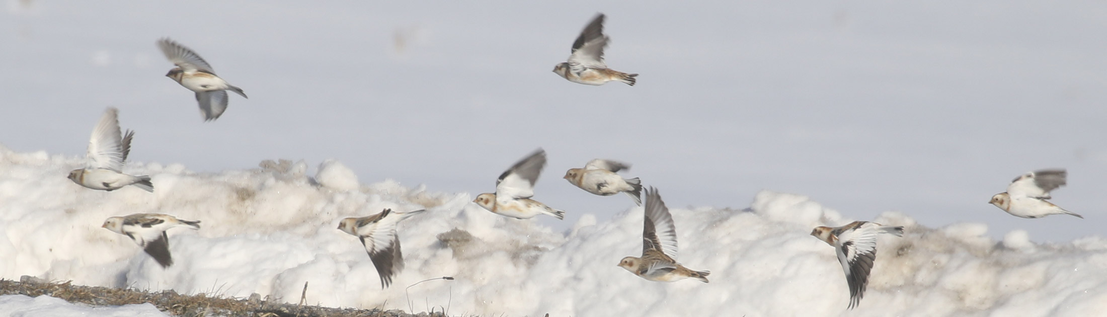 Seasonal Report - Winter 2020-21