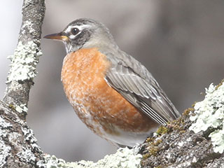 American Robin - 2/24/21, Rose Valley Lake &copy; Bobby Brown