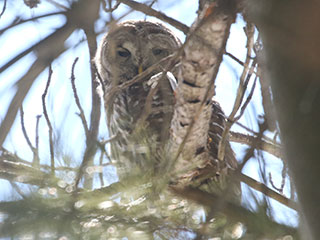 Barred Owl - 2/24/21, Rose Valley Lake &copy; Bobby Brown