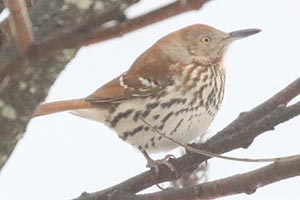 Brown Thrasher - 12/31/20, Rose Valley Lake &copy; Bobby Brown