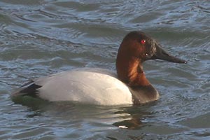 Canvasback - 2/16/21, Williamsport Dam &copy; Bobby Brown