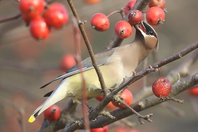 Cedar Waxwing - 12/5/20, Rose Valley Lake &copy; Bobby Brown