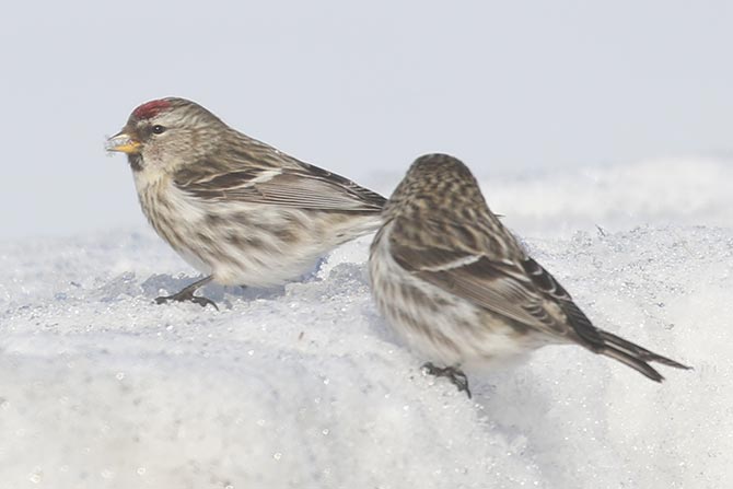 Common Redpolls - 2/6/21, Mill Hill Rd. &copy; Bobby Brown