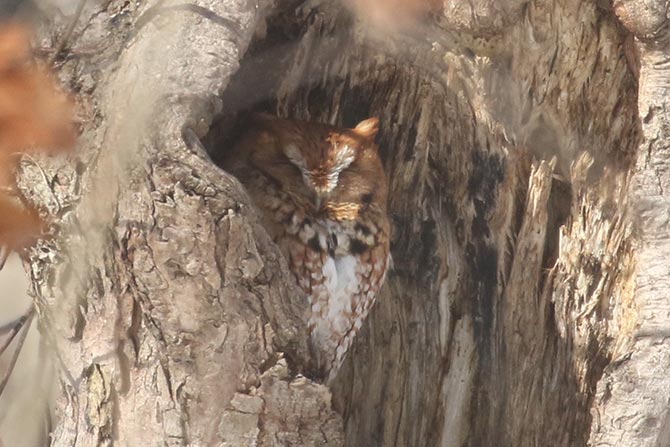 Eastern Screech-Owl - 2/17/21, Montoursville &copy; Bobby Brown