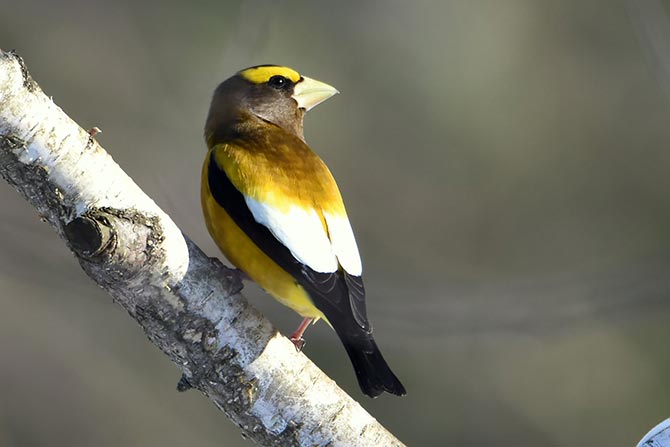 Evening Grosbeak - 2/6/21, near South Williamsport &copy; Judi Pinkerton