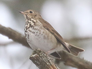 Hermit Thrush - 1/8/21, Williamsport Water Authority &copy; Bobby Brown